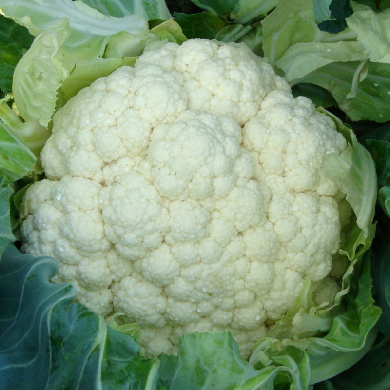 Новарія F1 / Novaria F1 - насіння цвітної капусти, 2 500 насінин, Enza Zaden
