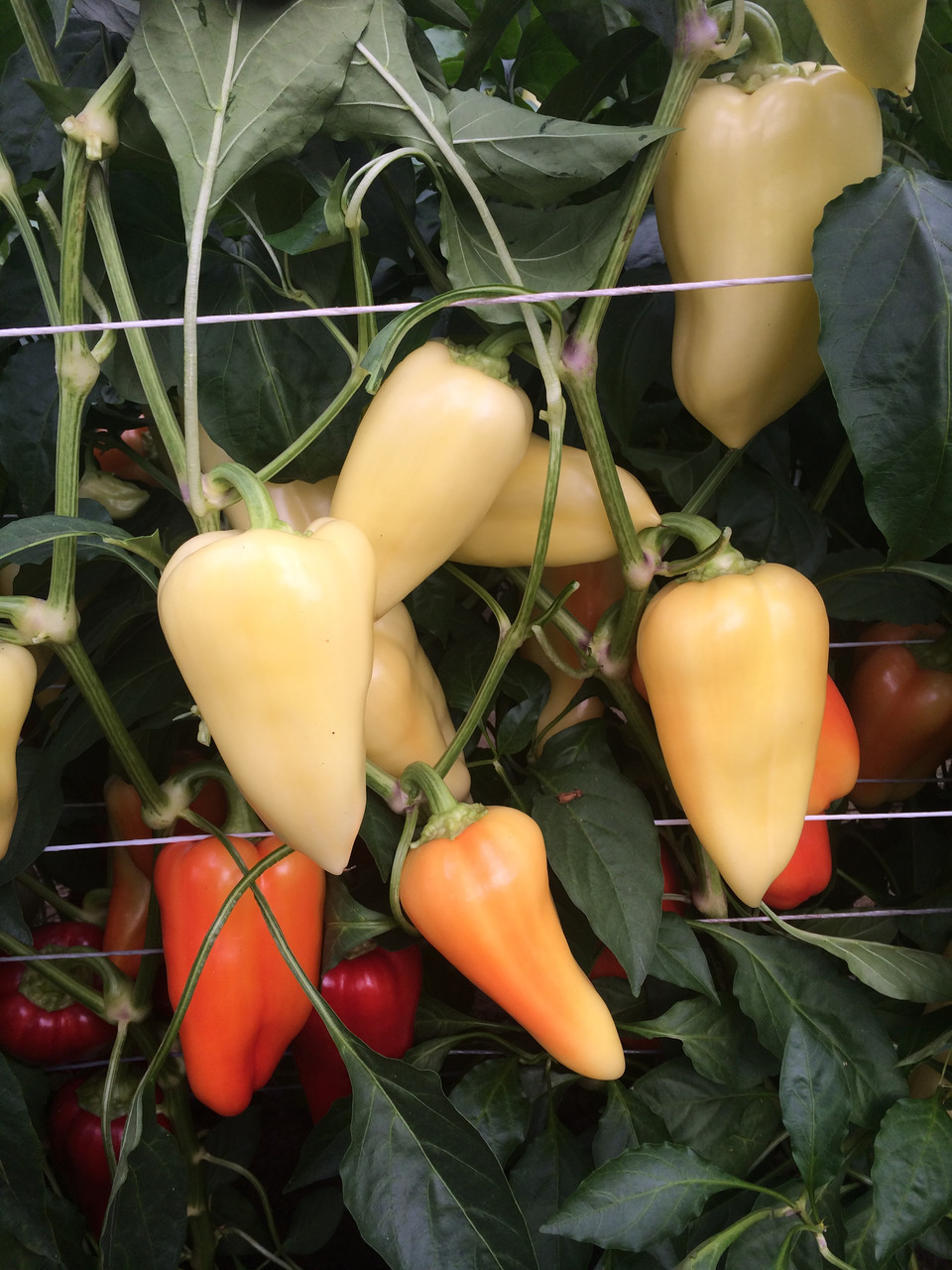 Хаскі F1 / Khaski F1 - насіння перцю конусовидного, 500 насінин, Enza Zaden