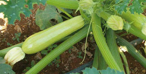 Ардендо F1 / Ardendo F1 - насіння кабачка, 500 насінин, Enza Zaden