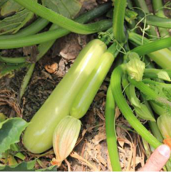 Аделія F1 / Adelia F1 - насіння кабачка, 500 насінин, Enza Zaden
