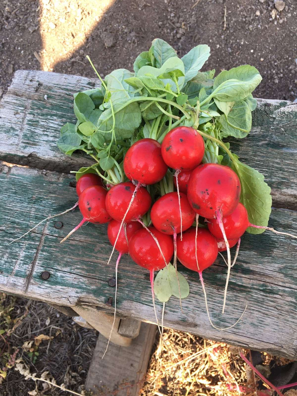 Вієнна F1, VIENNA F1 - редис, 50000 насінин (2,75-3,00), Enza Zaden