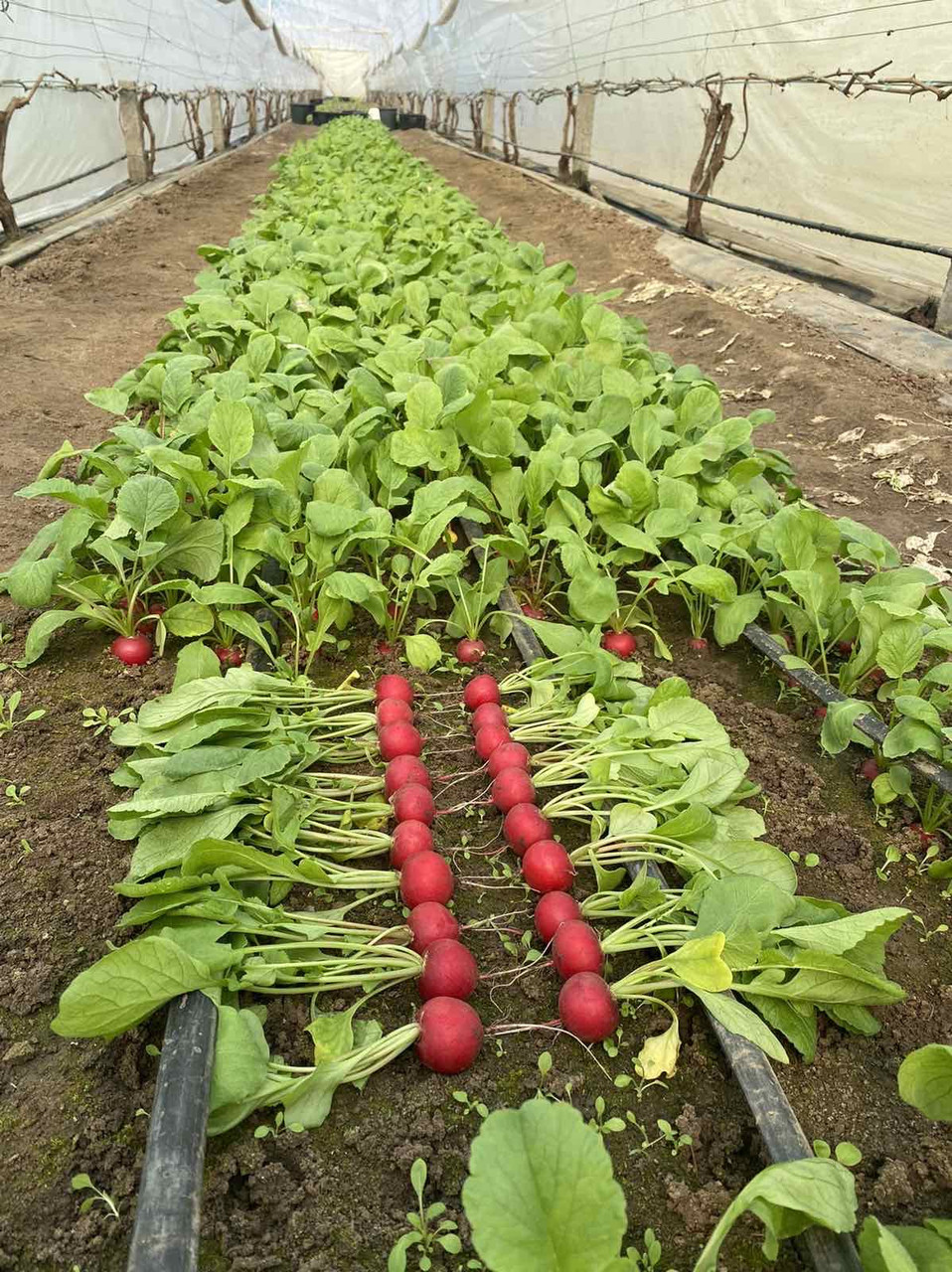 Вієнна F1, Vienna F1 - редис, 50000 насінин (3,00 - 3,25), Enza Zaden