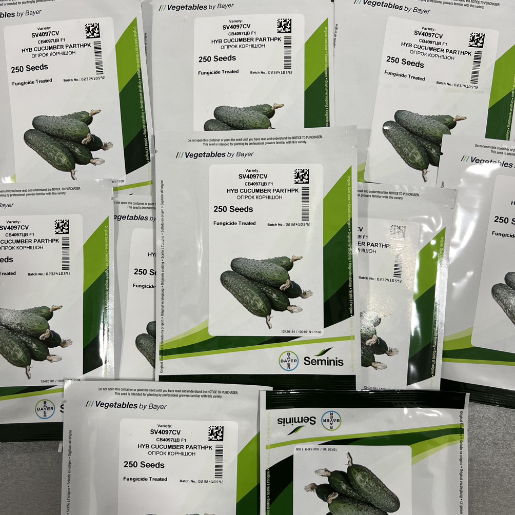 СВ 4097 ЦВ F1, SV 4097 CV F1 - огірок-корнішон партенокарпічний, 250 насінин, Seminis