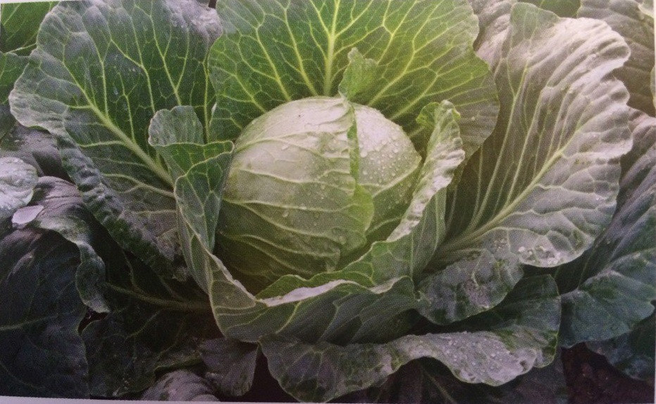 Сунта F1 / Sunta F1 - капуста білоголова, 2 500 насінин, Takii Seed