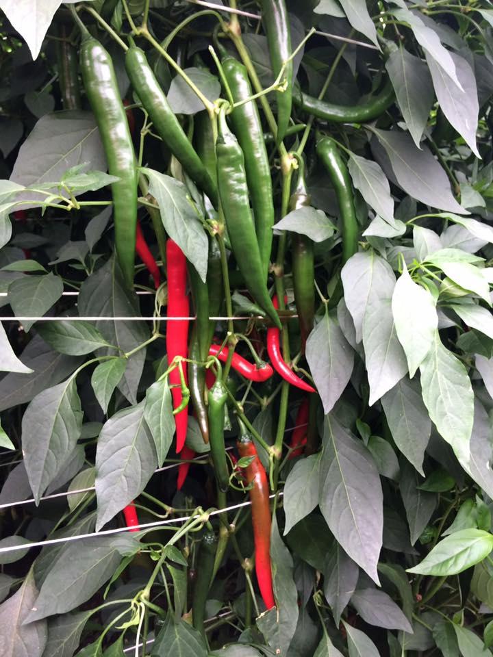 Хайфі F1 / Hyffae F1 - гострий перець, 500 насінин, Enza Zaden