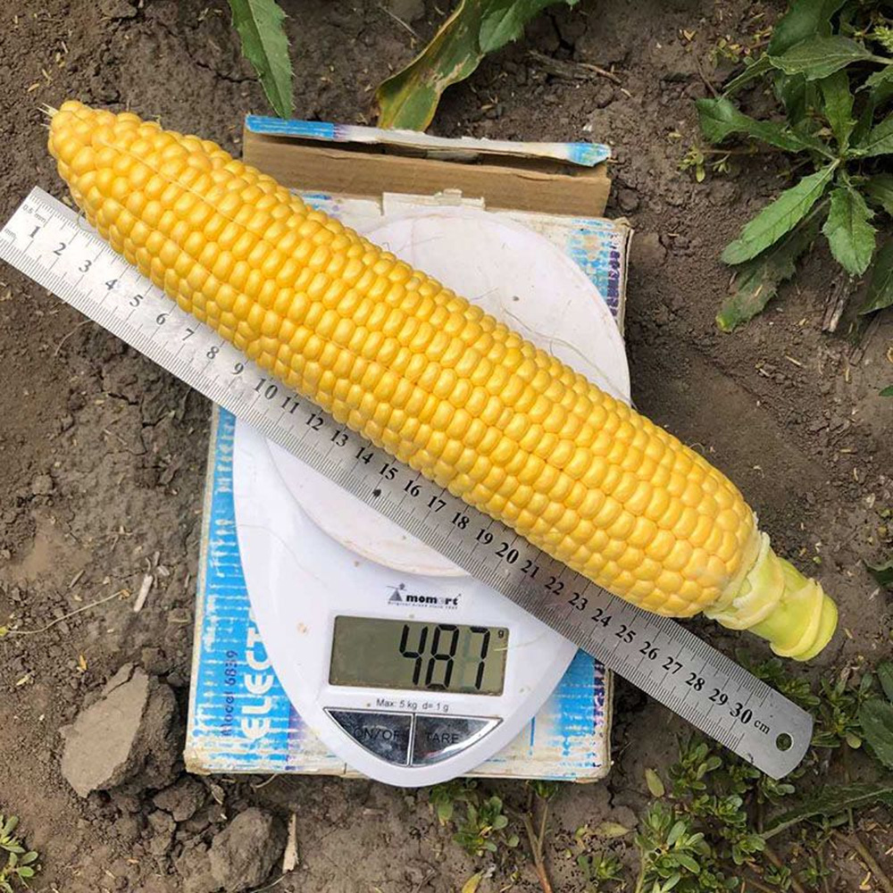 1980 F1 - кукурудза, 2500 насінин, Spark Seeds