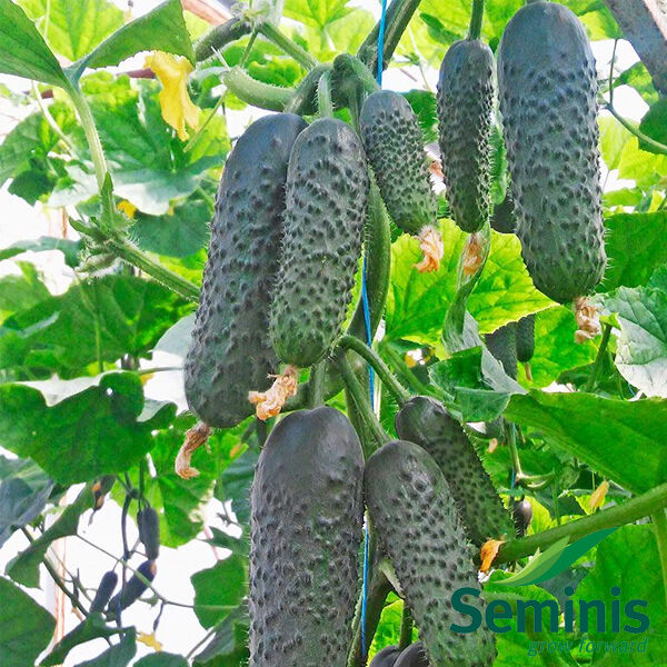 Мадрілене F1, Madrilene F1 - огірок партенокарпічний, 1000 насінин, Seminis