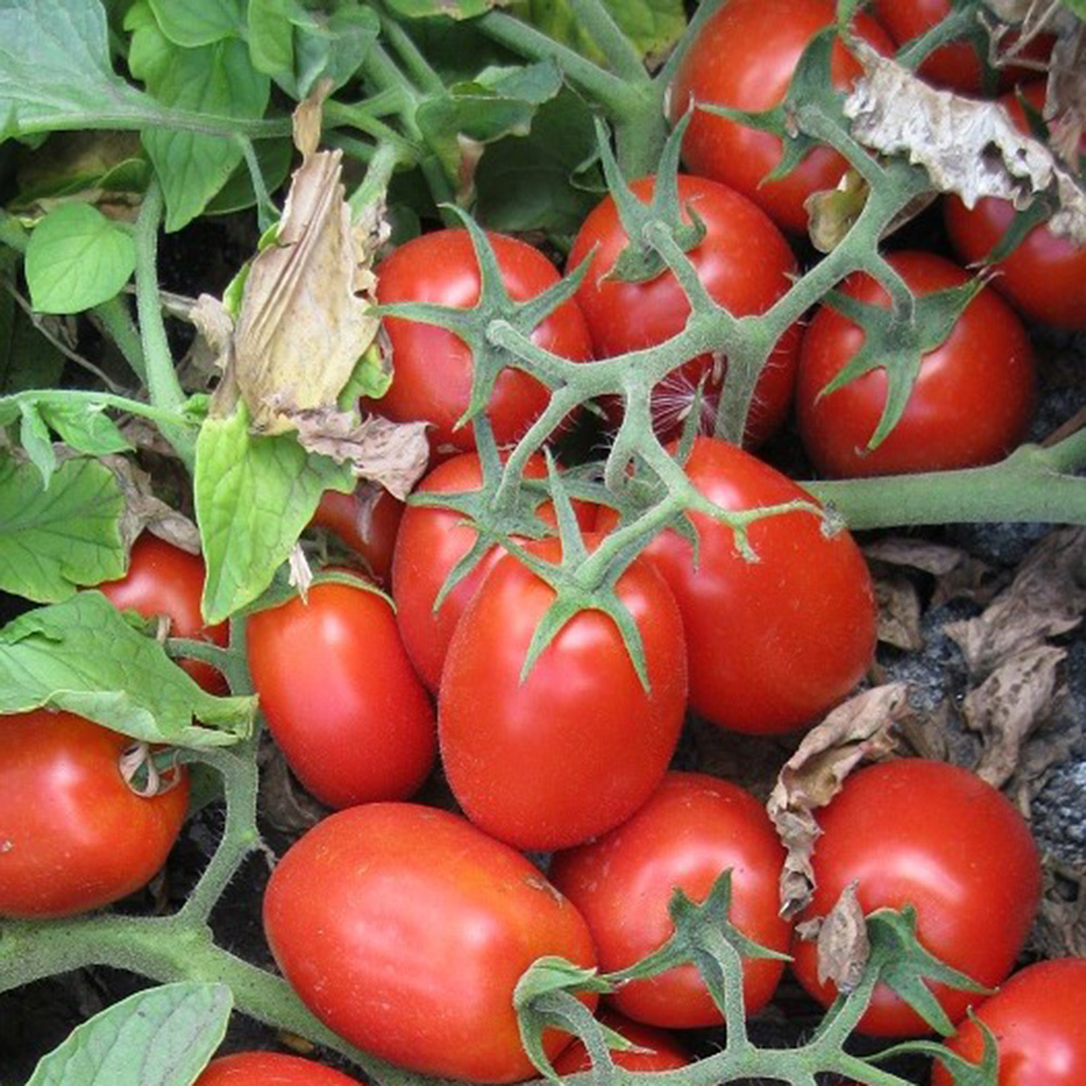 3402 F1 - томат детермінантний, 5000 насінин, Spark Seeds