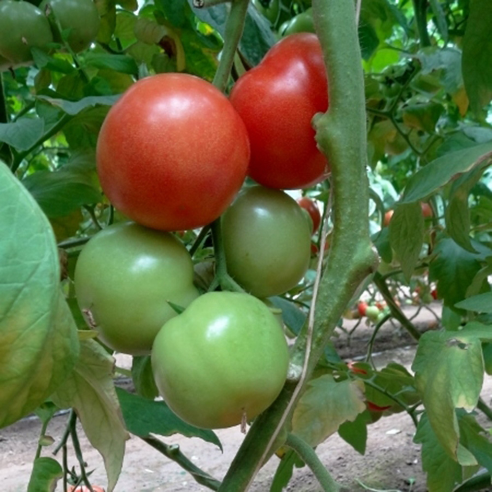 Бодерін F1, Boderin F1 - індетермінантний томат, 500 насінин, Syngenta