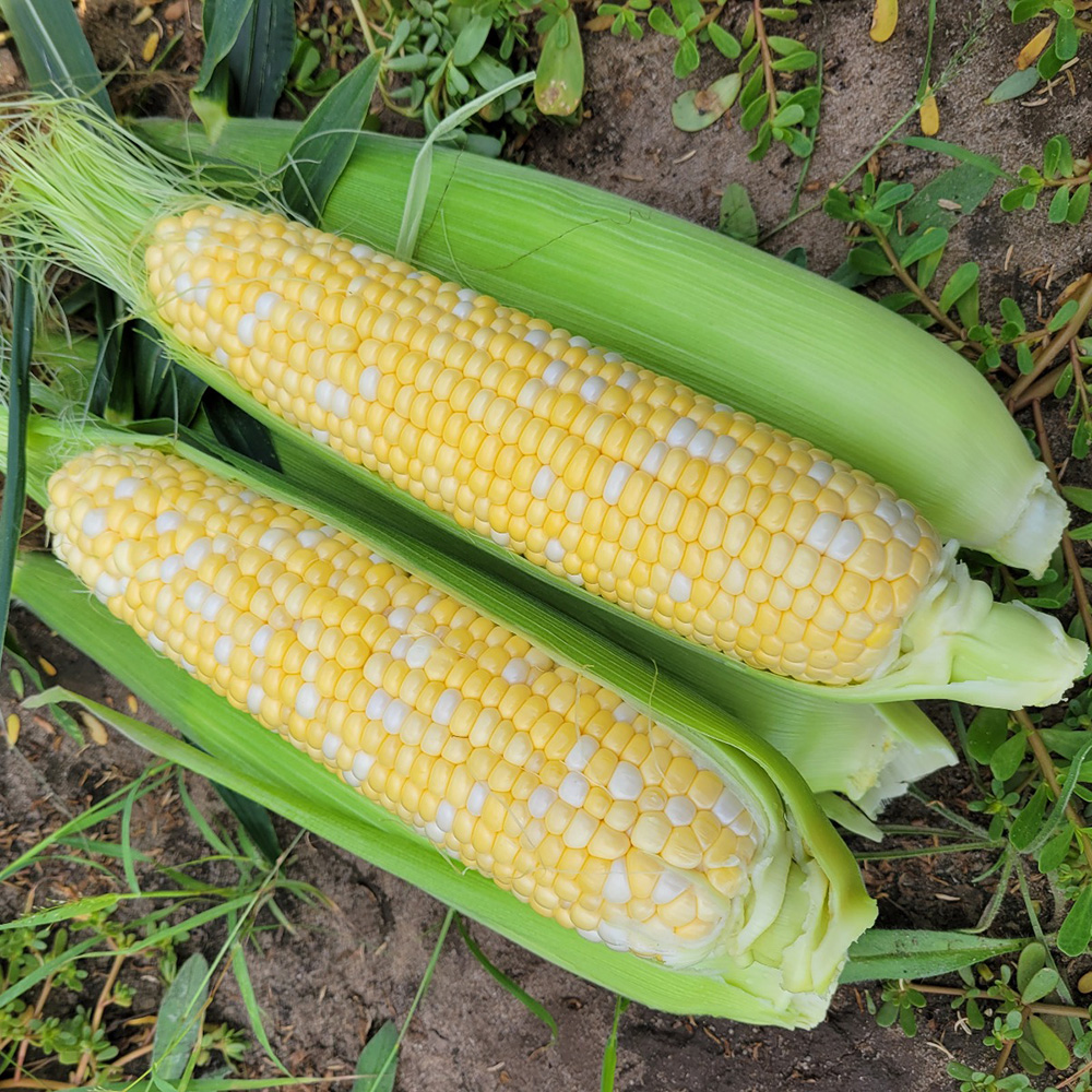 Акведук F1, Akveduk F1 - кукурудза біколор, 2500 насінин, Spark Seeds