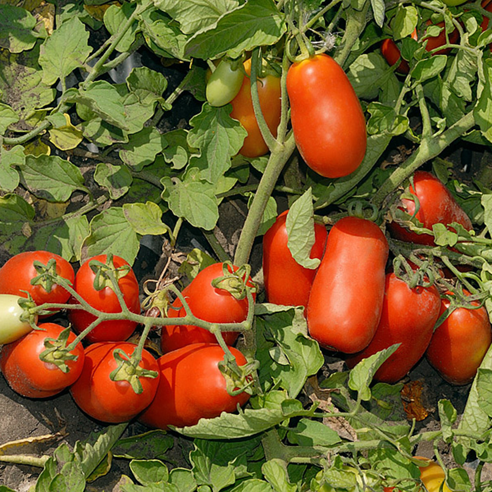 Уліссе F1, Ulisse F1 - томат детермінантний, 2500 насінин, Syngenta