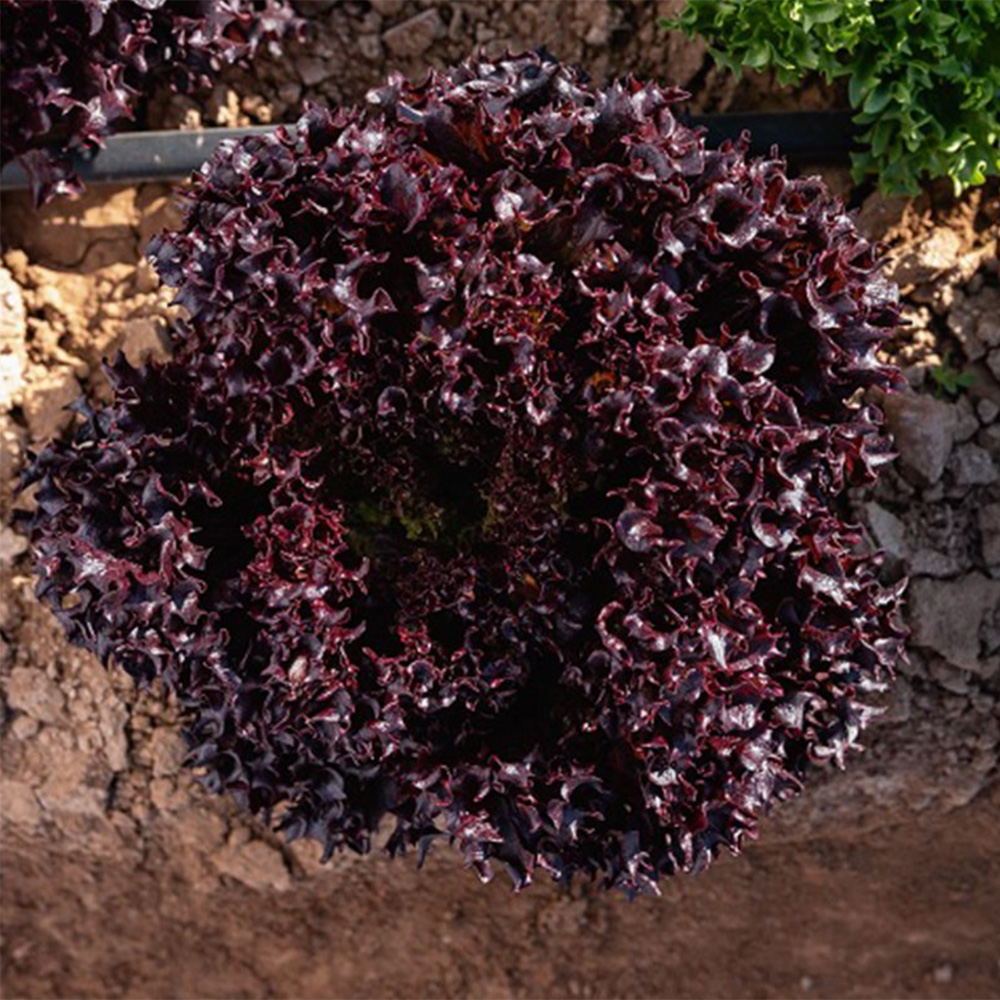 Акане, Akane - салат, 5000 насінин, Enza Zaden