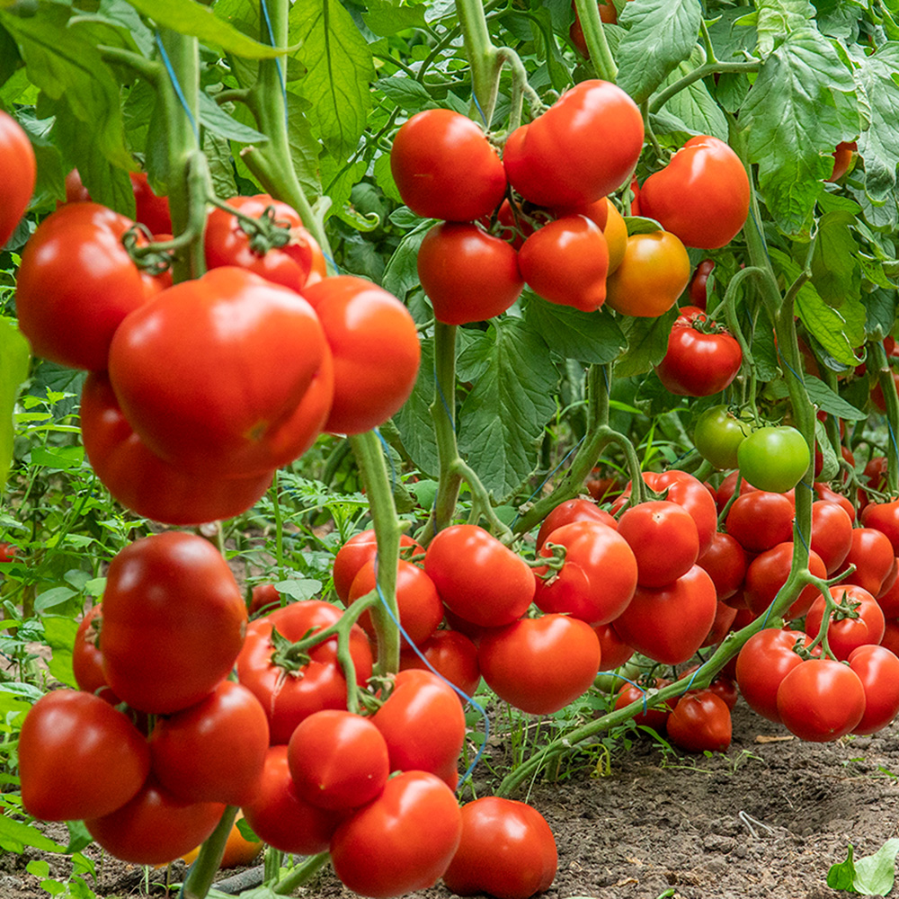 Арон F1, Aron F1 - індетермінантний томат, 500 насінин, Enza Zaden