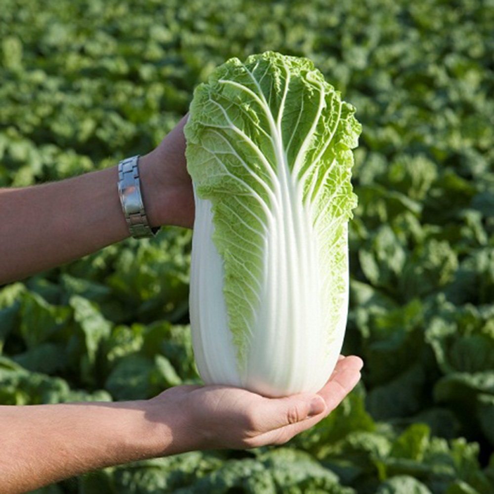 Білко F1, Bilko F1 - капуста пекінська, 10 000 насінин, Bejo