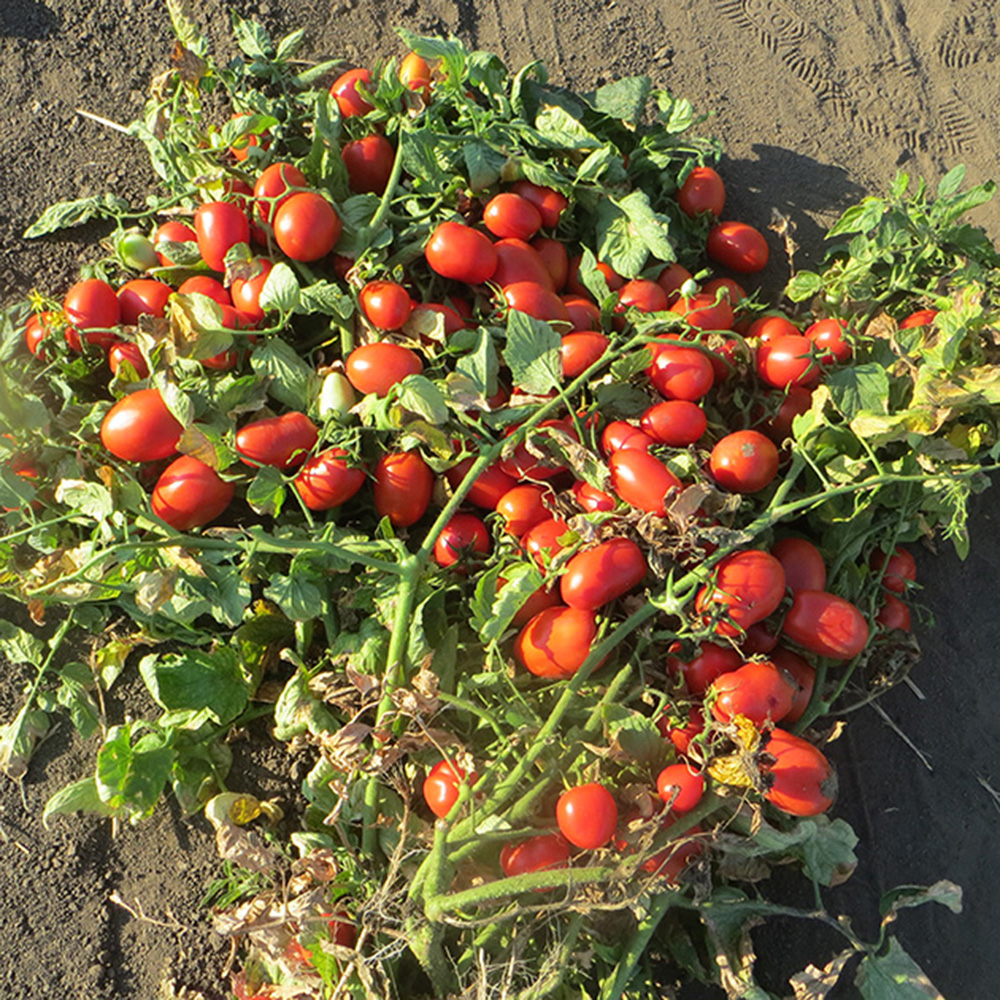 Діно F1, Dino F1 - томат детермінатний, 5000 насінин, Clause