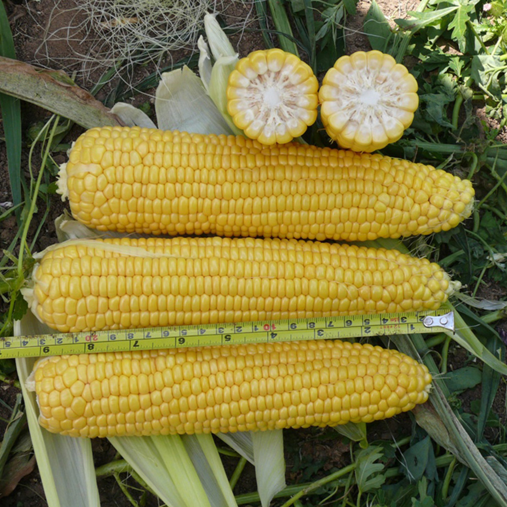 Добриня F1, Dobrynja F1 - кукурудза, 2500 насінин, Lark Seeds