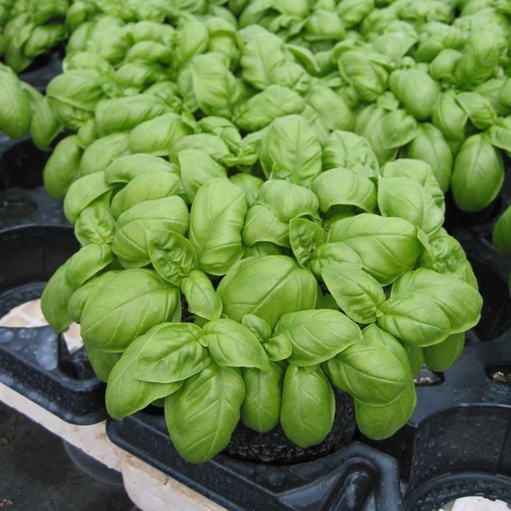 Емілі, Emili – базилік, 50000 насінин, Enza Zaden