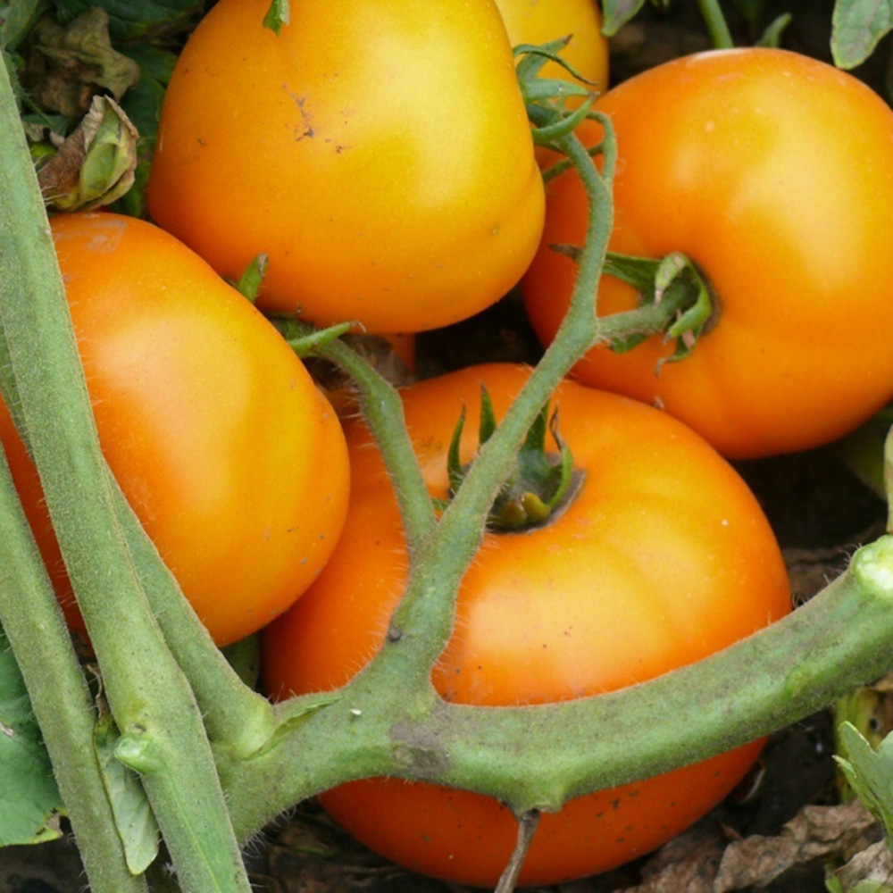 Світ Сан F1, Sweet Sun F1 - томат детермінантний, 500 насінин, Spark Seeds