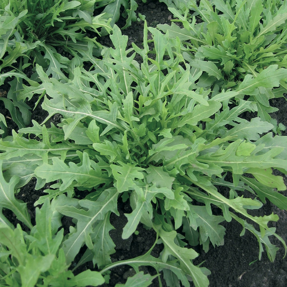 Грація, Grazia - рукола, 100 000 насінин, Enza Zaden