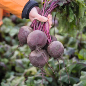 Водан F1, Wodan F1 - буряк столовий, 50 000 насінин, Bejo