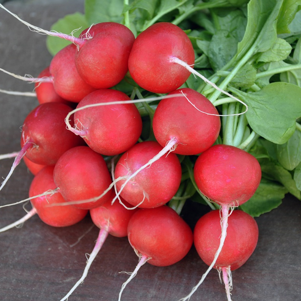 Бодіам F1, Bodiam F1 - редис, 25000 насінин (3,0-3,25), Rijk Zwaan