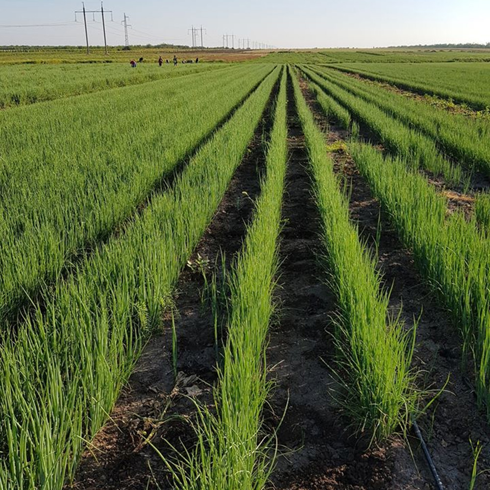 Кайгаро F1, Kaygaro F1 - цибуля на перо, 50 000 насінин, Enza Zaden