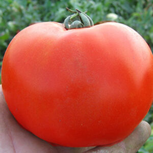 Каста F1, Kasta F1 (Супернова) - томат детермінантний, 5000 насінин, Clause