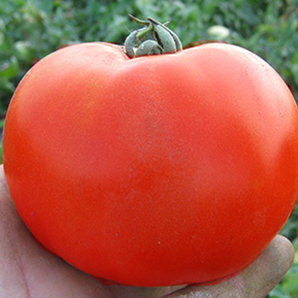 Каста F1, Kasta F1 (Супернова) - томат детермінантний, 5000 насінин, Clause