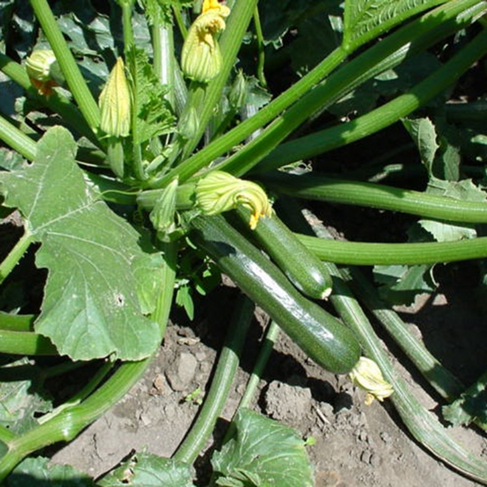 Лейла F1, Leila F1 - кабачок, 250 насінин, Enza Zaden