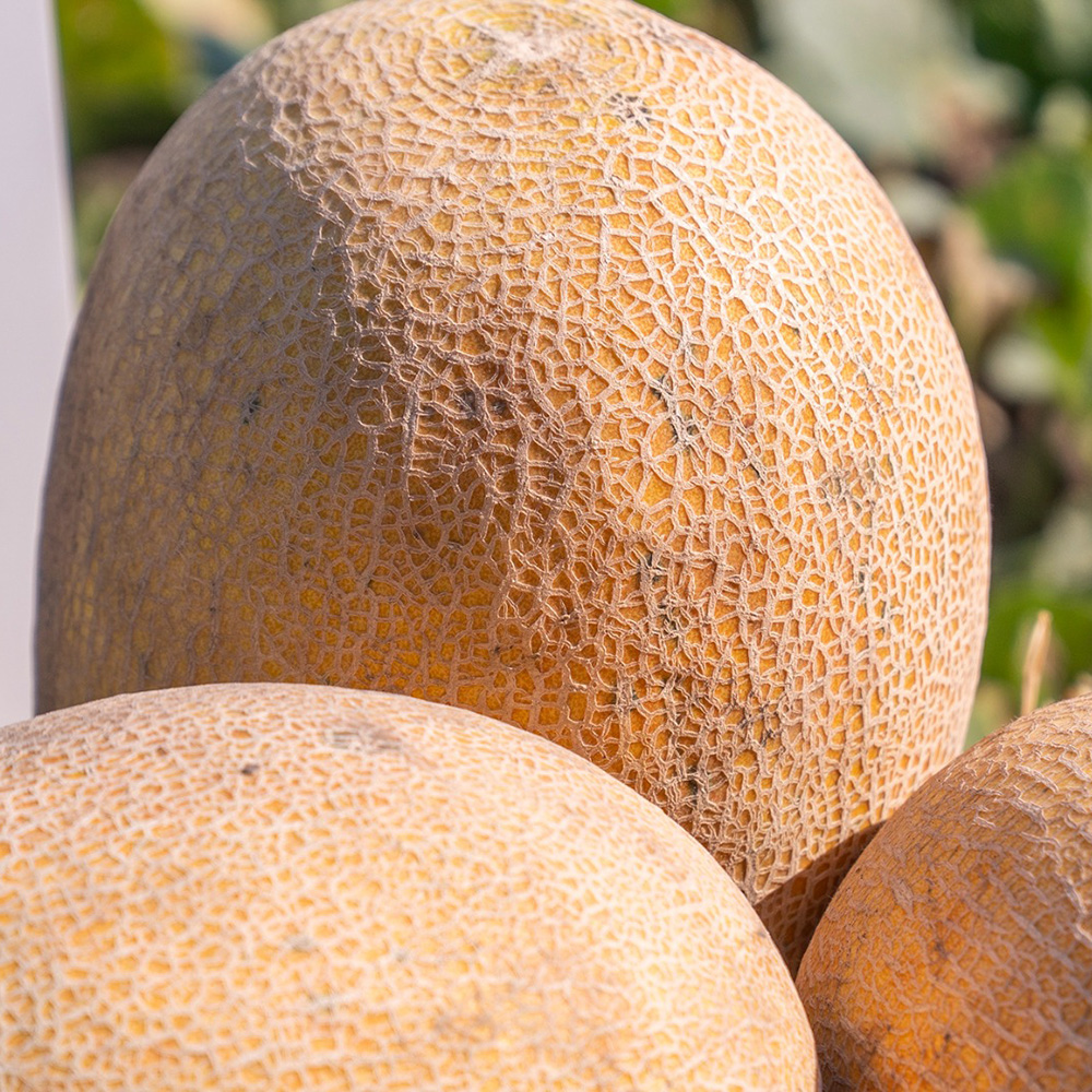 Лукстар F1, Lukstar F1 - диня, 500 насінин, Enza Zaden