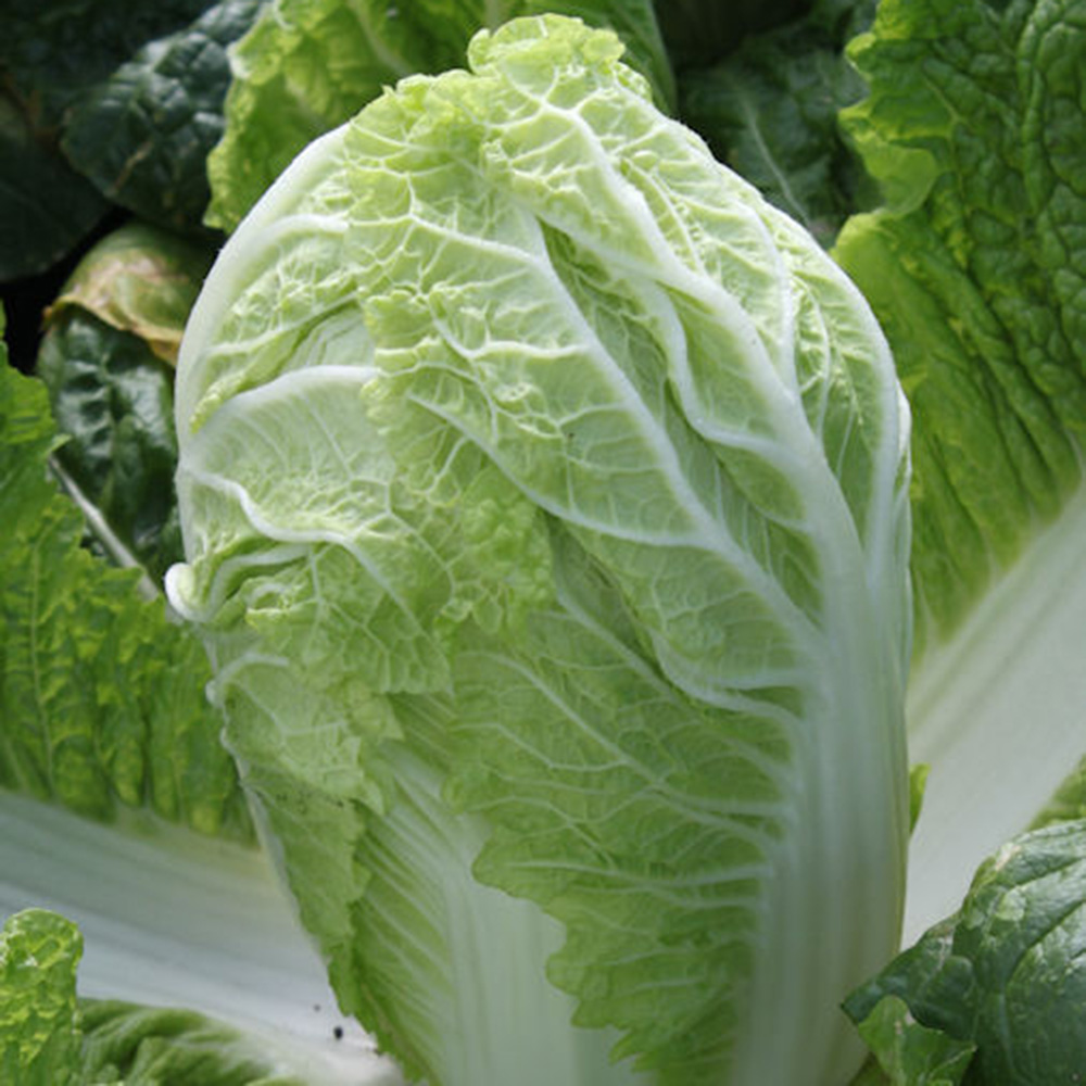 Маноко F1, Manoko F1 - капуста пекінська, 2500 насінин, Bejo