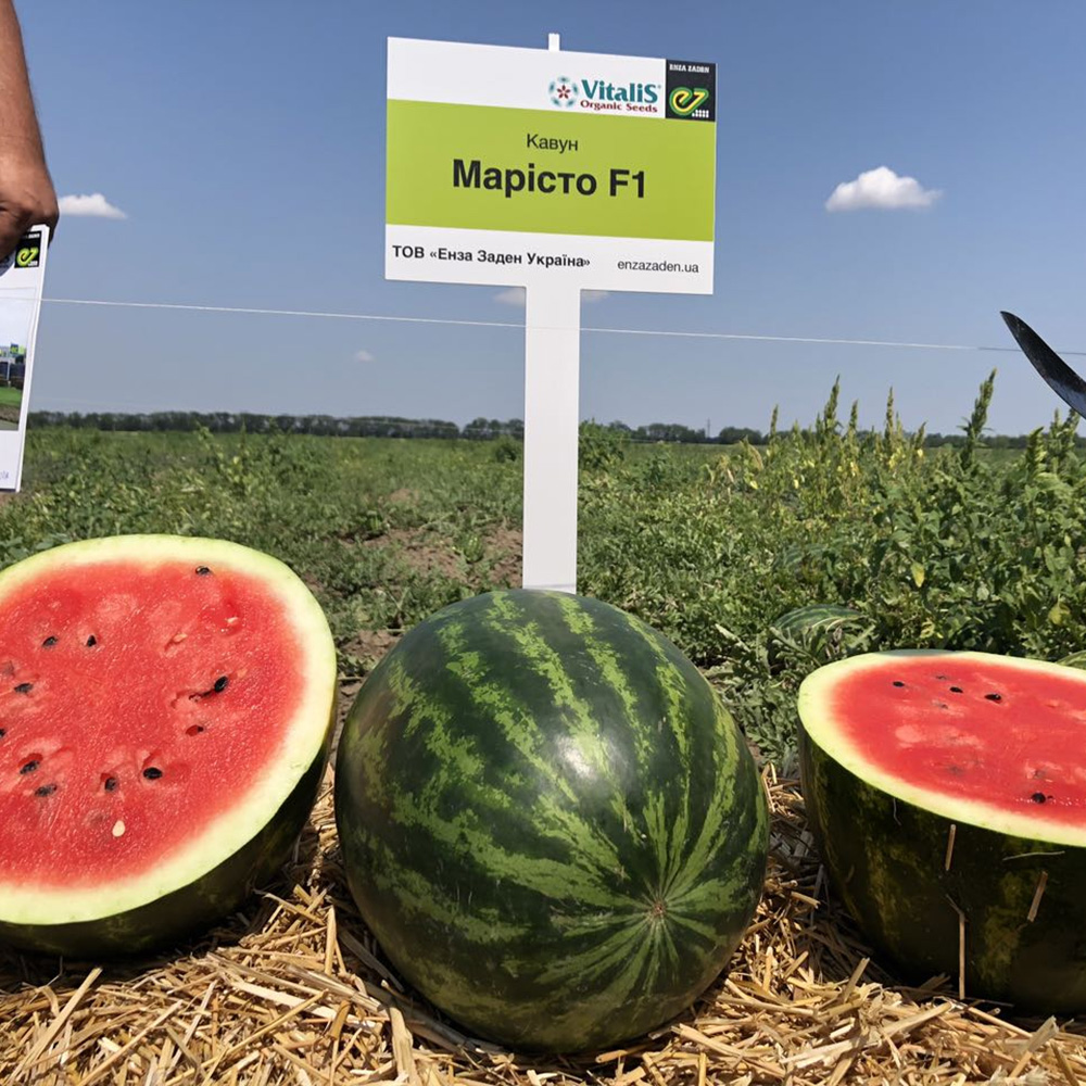 Марісто F1, Maristo F1 - кавун, 500 насінин, Enza Zaden