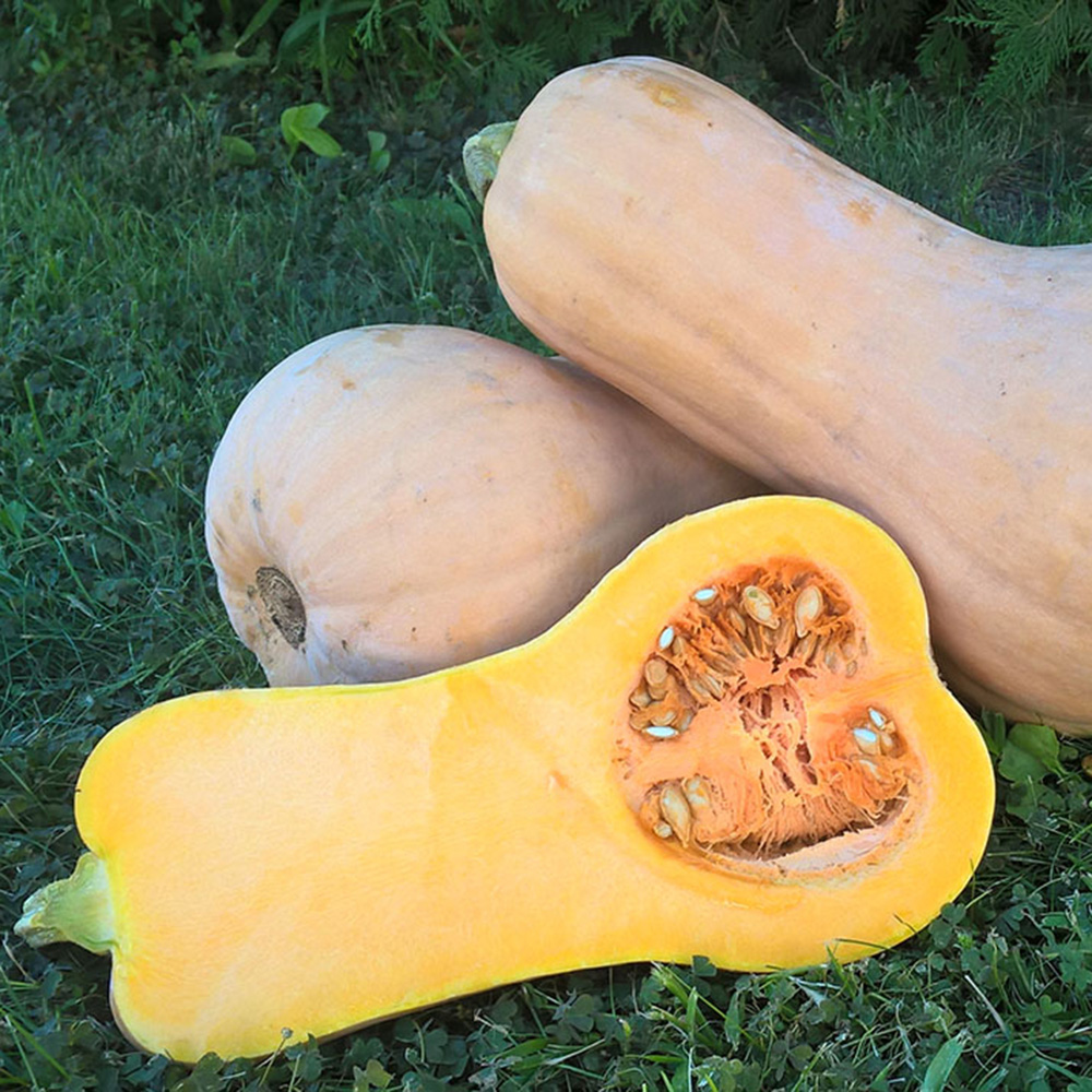 Матільда F1, Matilda F1 - ґарбуз, 500 насінин, Enza Zaden