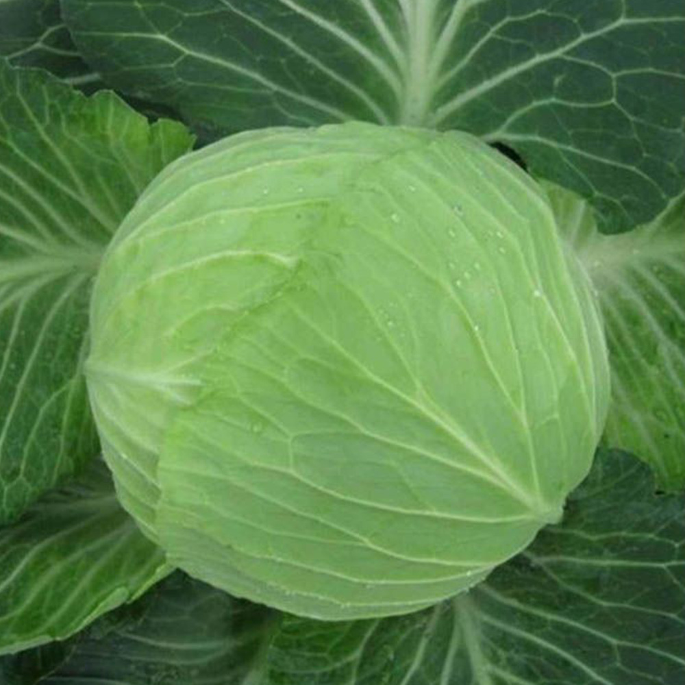 Отм Кінг F1, Autumn King F1 - капуста білоголова, 2500 насінин, Takii Seeds