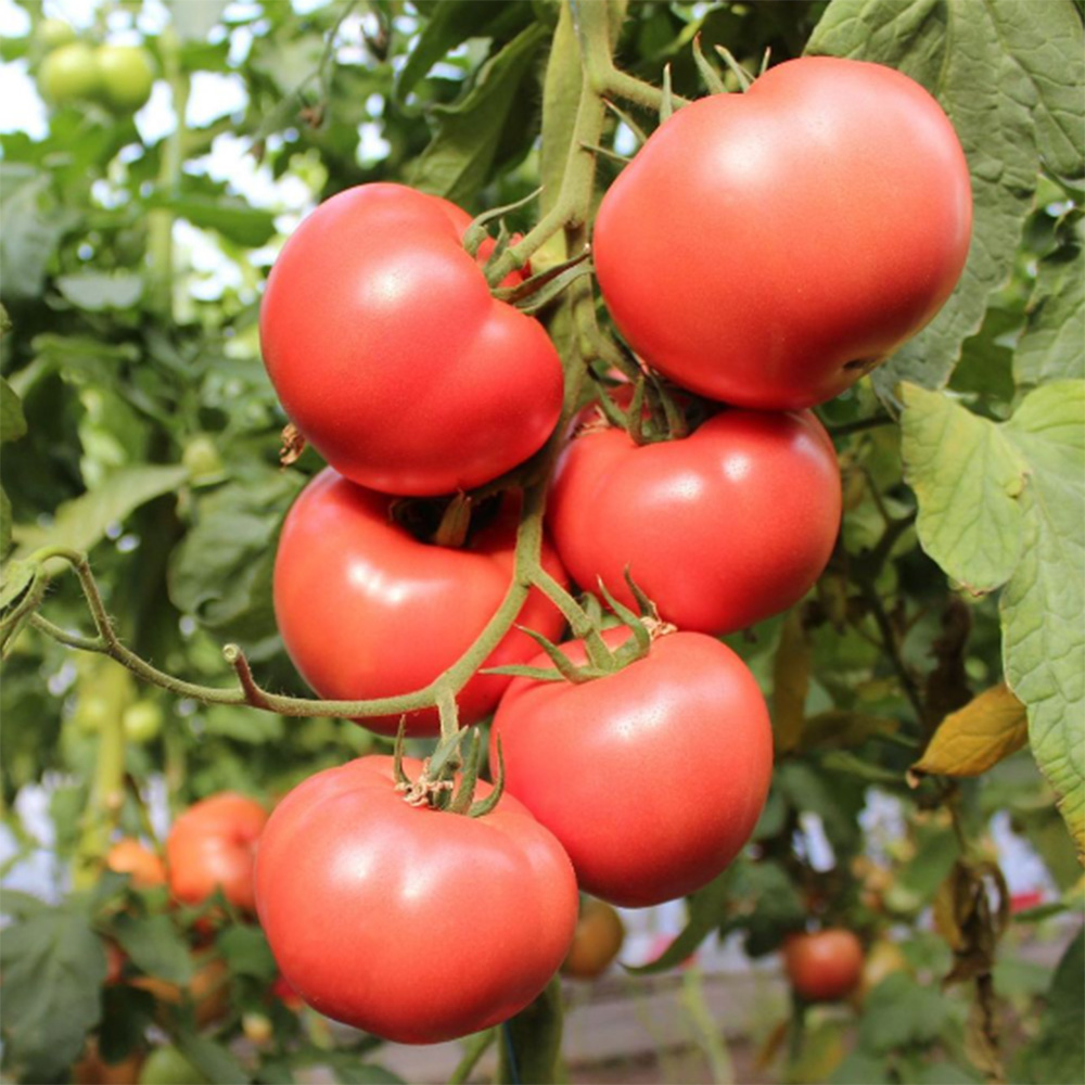 Перугіно F1, Perugino F1 - індетермінантний рожевий томат, 100 насінин, Enza Zaden