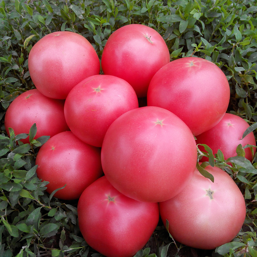 Пінк Світнес F1, Pink Svitnes F1 - томат детермінантний, 500 насінин, Spark Seeds