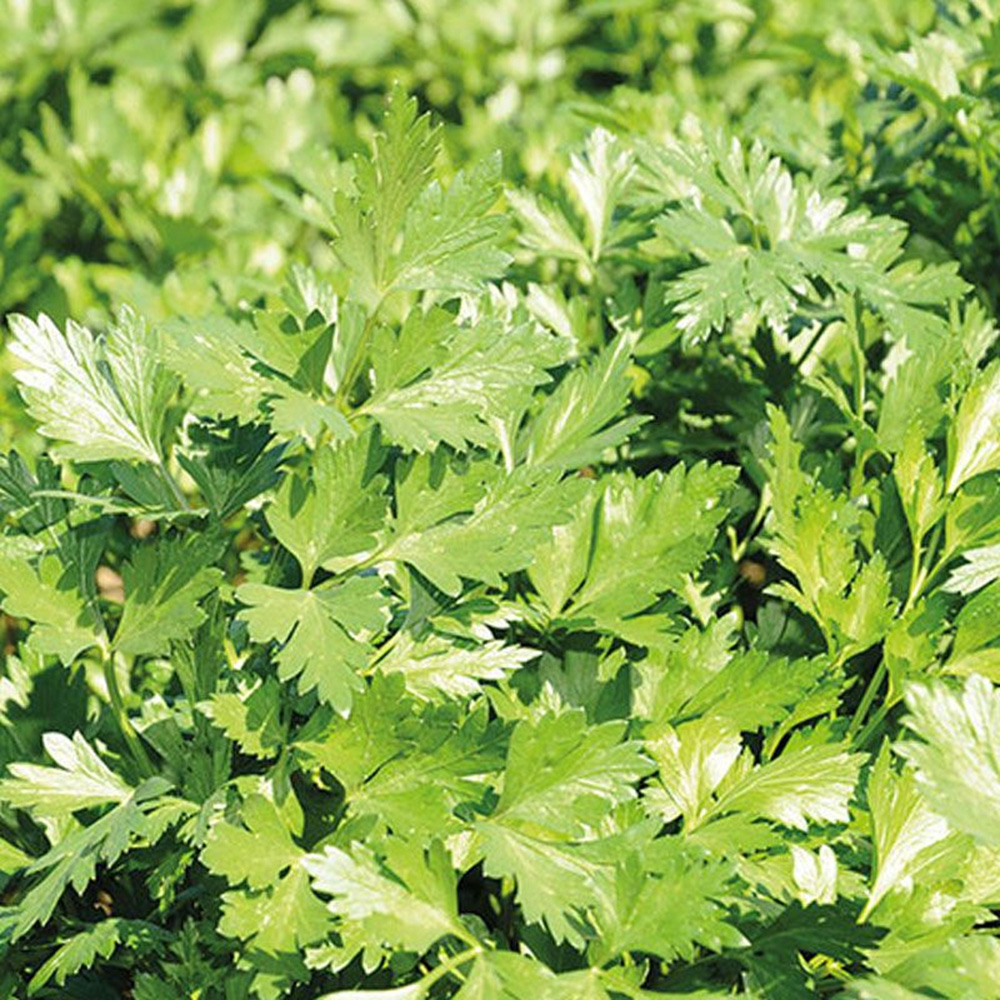 Піоне, Pione - петрушка, 50000 насінин, Enza Zaden