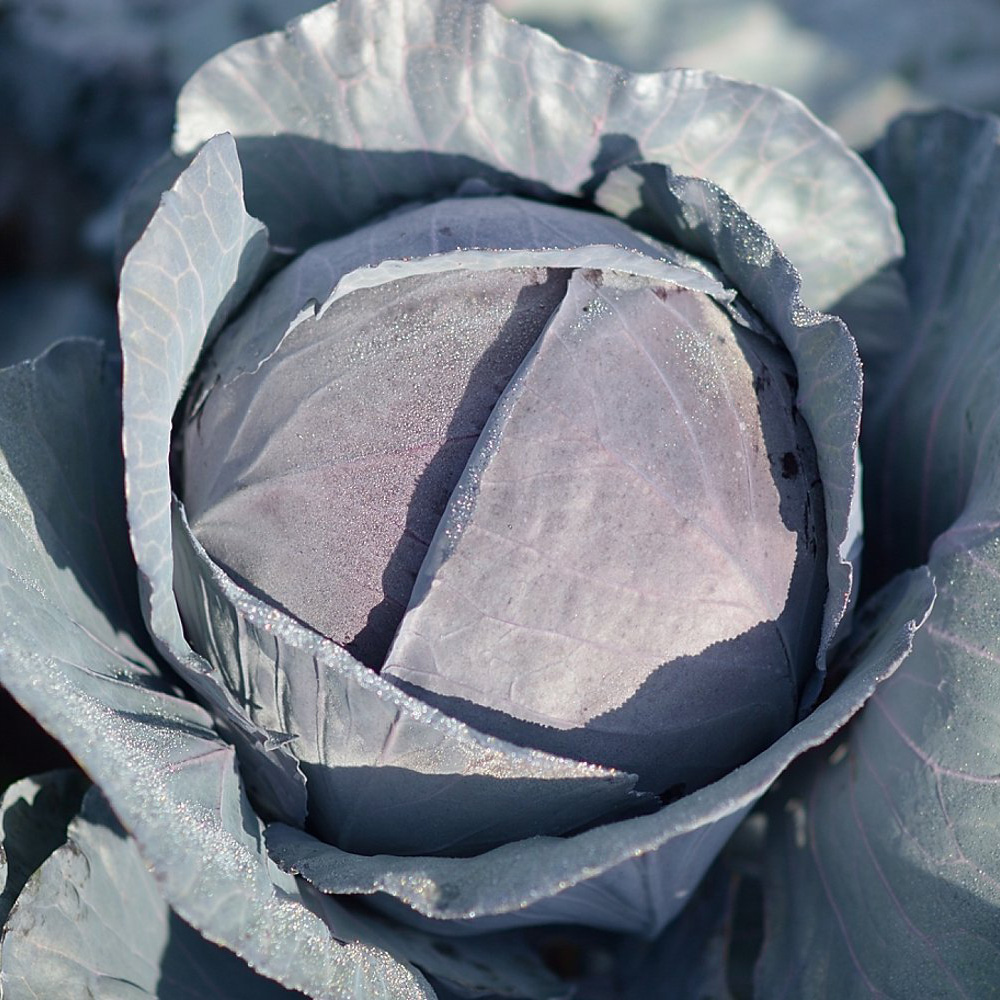 Ред Візард F1, Red Wizard F1 - капуста червоноголова, 1000 насінин, Hektar