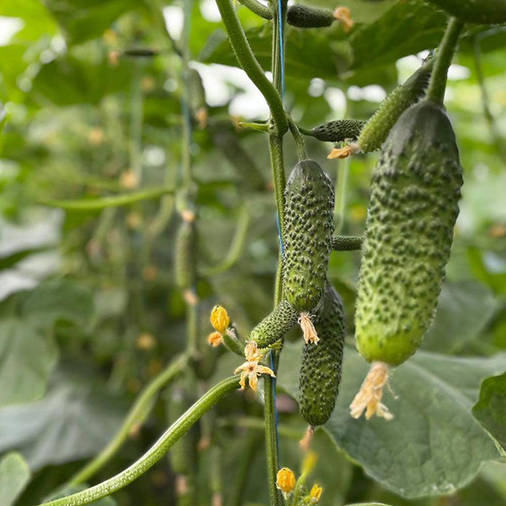 Ронел F1, Ronel F1 - огірок партенокарпічний, 250 насінин, Enza Zaden