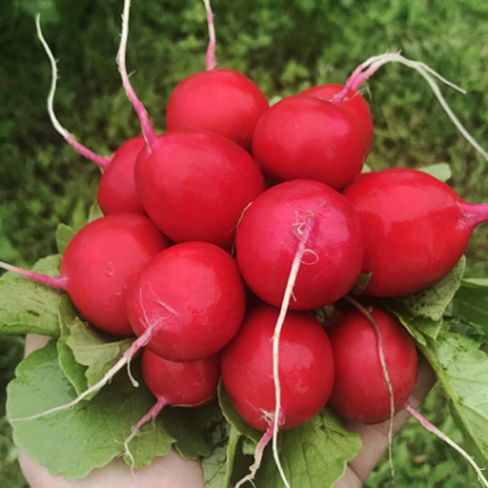 Саріта F1, Sarita F1 - редис, 10000 насінин (3,00-3,25), Enza Zaden