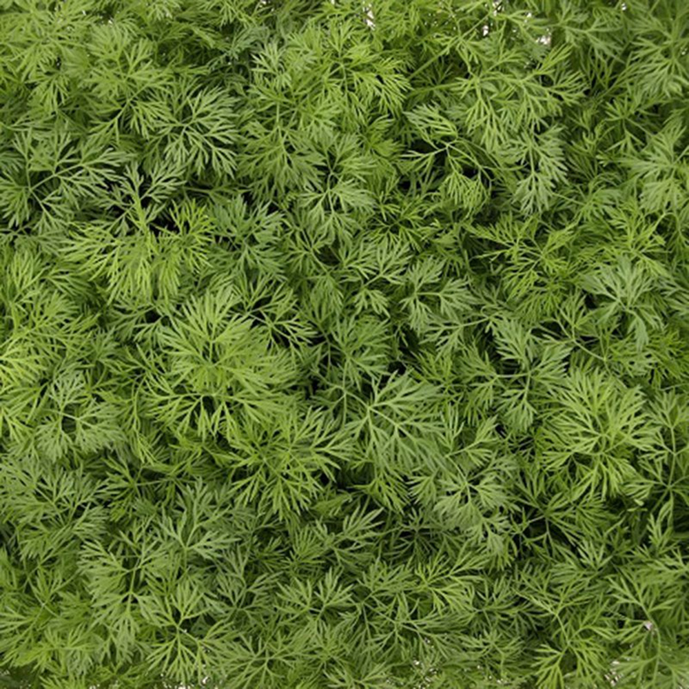 Тедді, Teddy - кріп, 50000 насінин, Enza Zaden