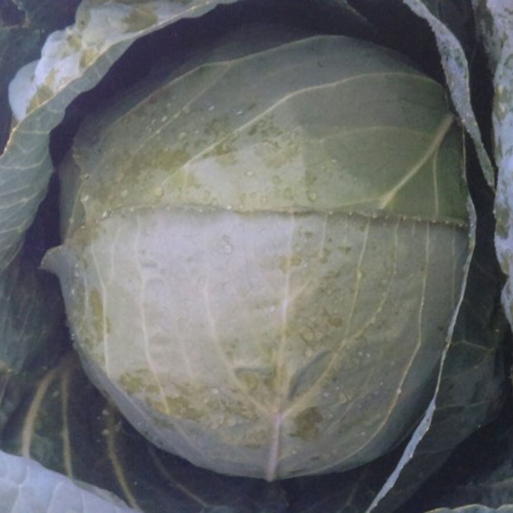 Тореадор F1, Toreador F1 - капуста білоголова, 2500 насінин, Syngenta