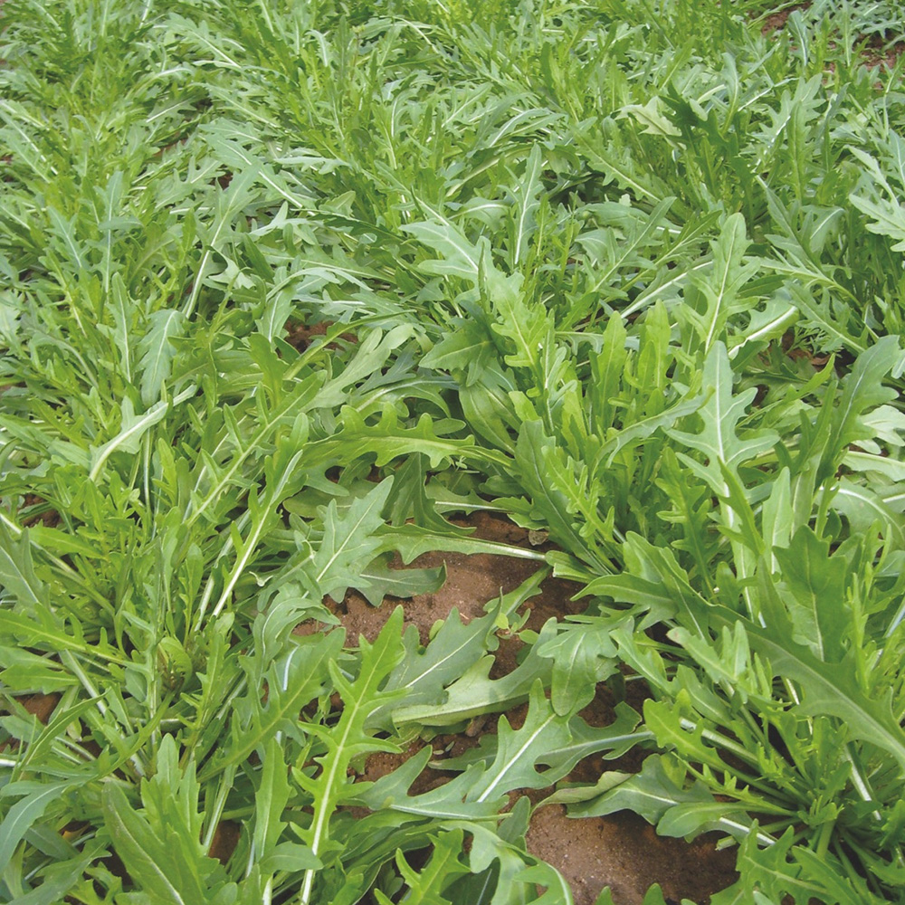 Тріція, Tritsiya - рукола, 100 000 насінин, Enza Zaden