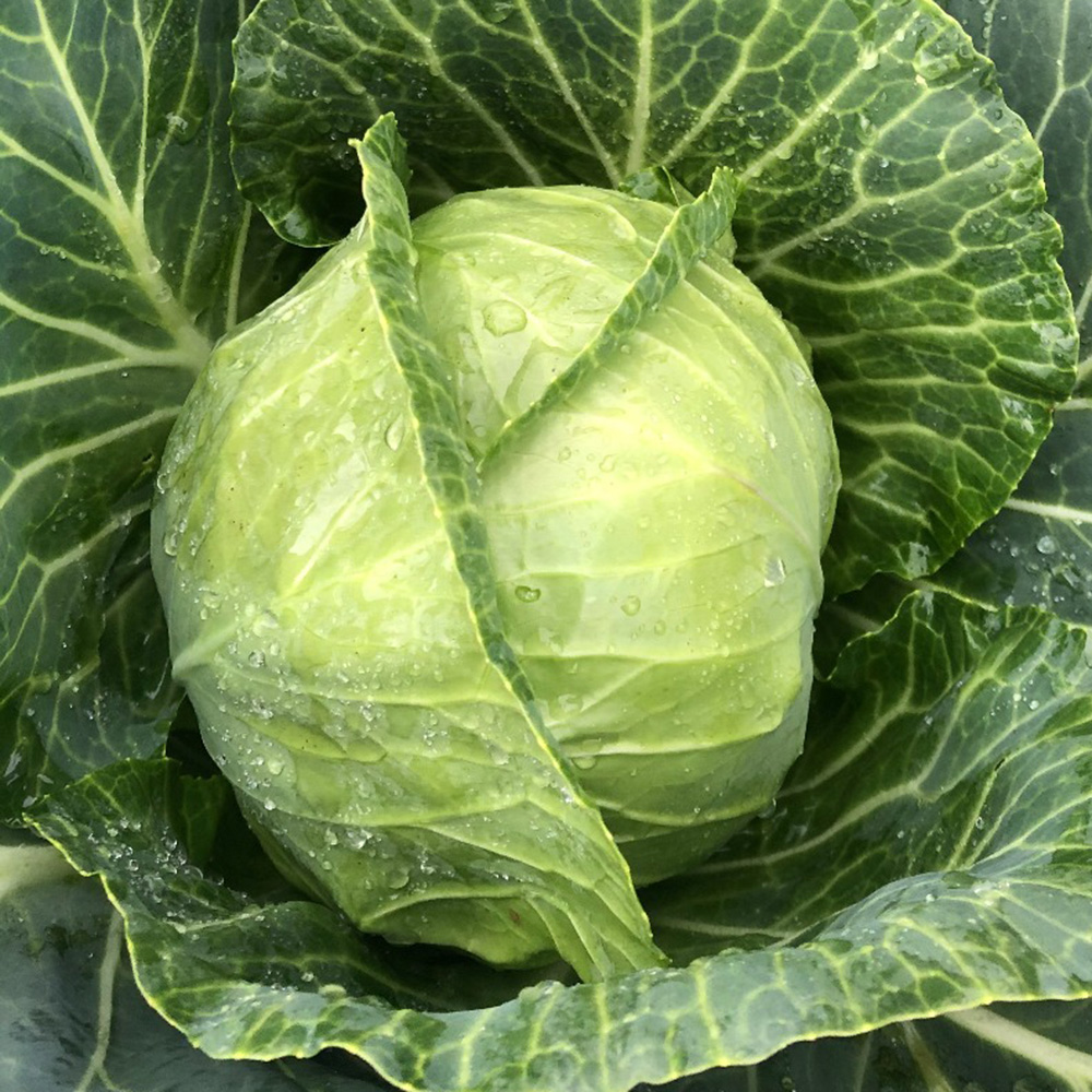 Вірджинія F1, Virdzhiniya F1 - капуста білоголова, 2500 насінин, Spark Seeds