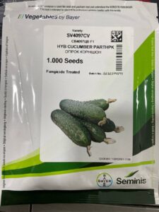 СВ 4097 ЦВ F1, SV 4097 CV F1 - огірок-корнішон партенокарпічний, 1000 насінин, Seminis