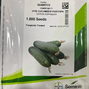 СВ 4097 ЦВ F1, SV 4097 CV F1 - огірок-корнішон партенокарпічний, 1000 насінин, Seminis