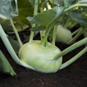 Коріст F1 - капуста кольрабі, 2 500 насінин, Bejo