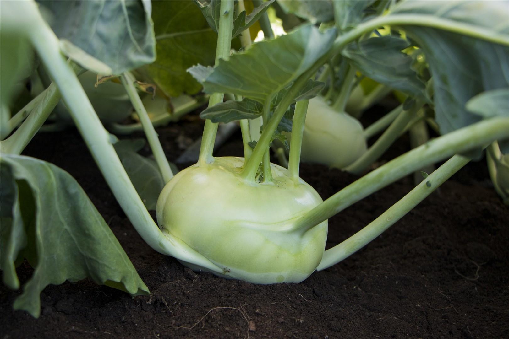 Коріст F1 - капуста кольрабі, 2 500 насінин, Bejo