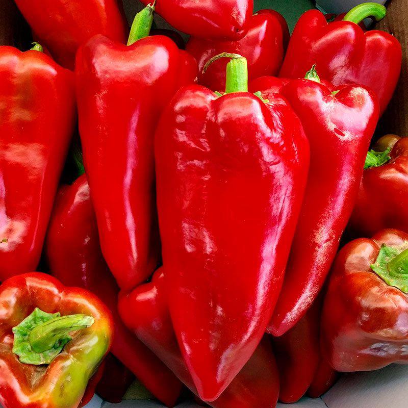 Каптур F1, Kaptyr F1 - солодкий перець, 500 насінин, Semenis