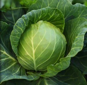 АЛІНА F1 NWB, ALINA F1 NWB - капуста білоголова, 2500 насінин, NongWoo Bio